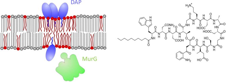 Daptomycin2