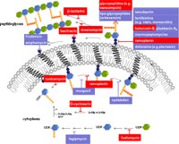 Antibiotic mechanisms - "tear down the wall"