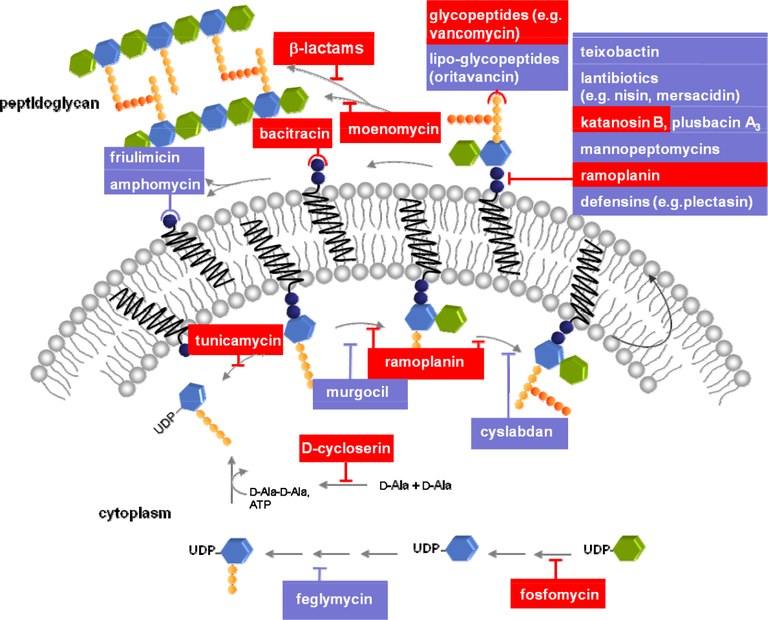 Antibiotic mechanisms - "tear down the wall"