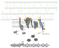 Glykopeptid-Resistenz.png