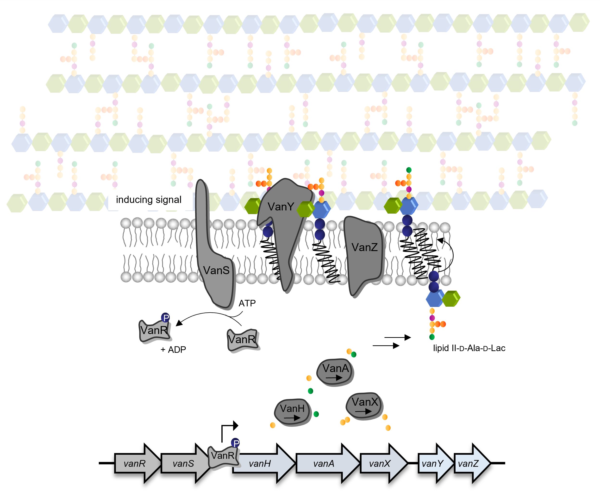 Glykopeptid-Resistenz.png