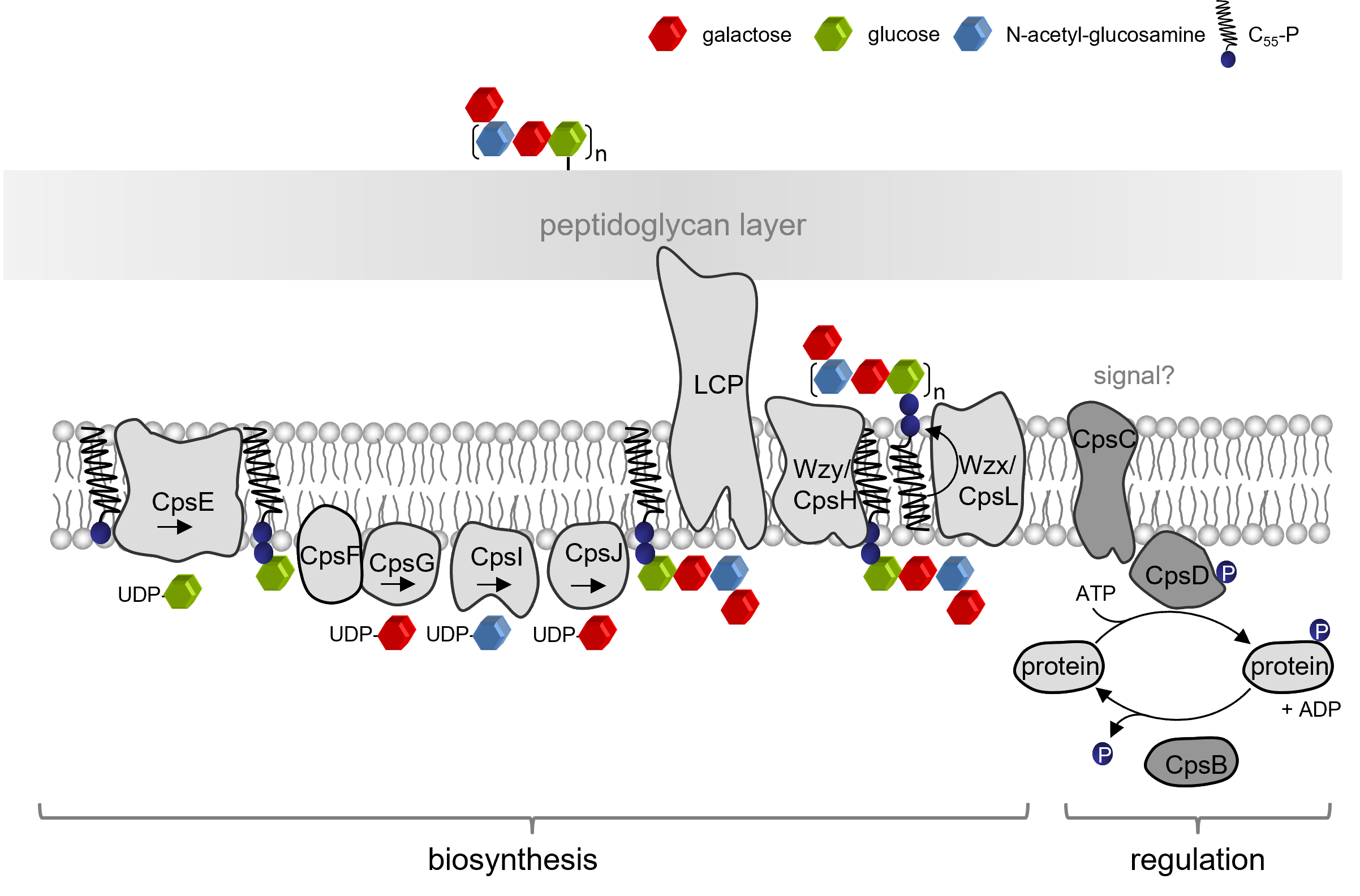 Kapselbiosynthese.png