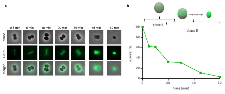 Research Example DAP