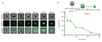 Research Example DAP